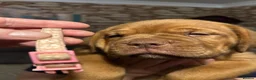 Mixed Breed dogs for sale: Dogue de Bordeaux and boerboel mix puppies  in Bangor - Advert 11