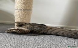 Scottish Fold cats for sale: Scottish fold  - Image 14