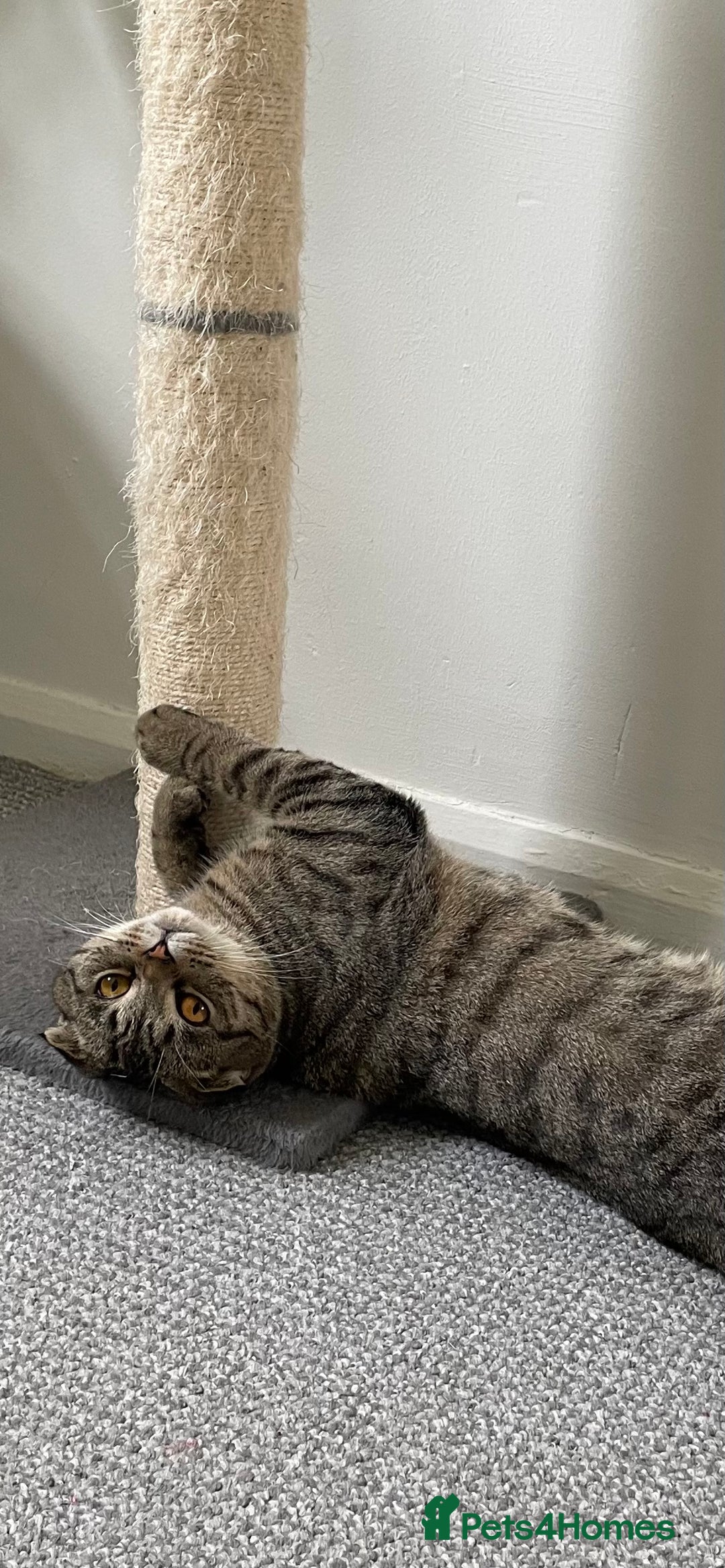 Scottish Fold cats for sale: Scottish fold  - Image 14