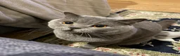 British Shorthair cats for sale: Playful British Shorthair - 2 years old in London - Advert 1