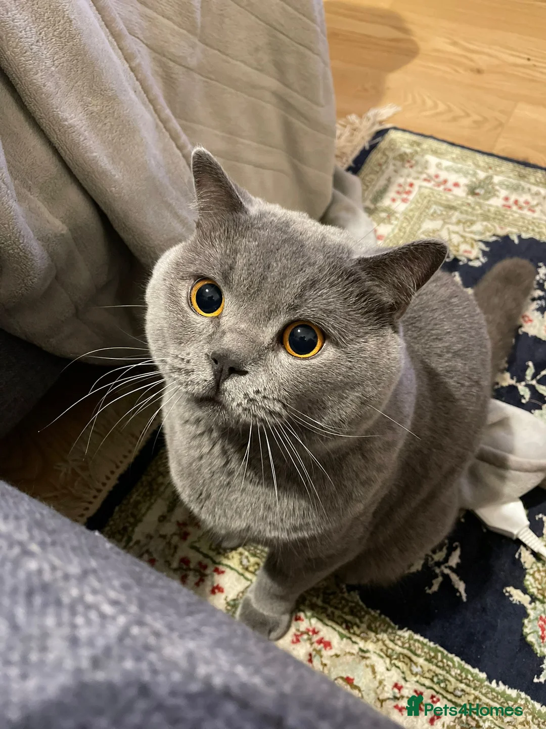 British Shorthair cats for sale: Playful British Shorthair - 2 years old in London - Advert 1