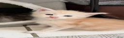 Maine Coon cats for sale: 6 loving kittens  in Swindon - Advert 3