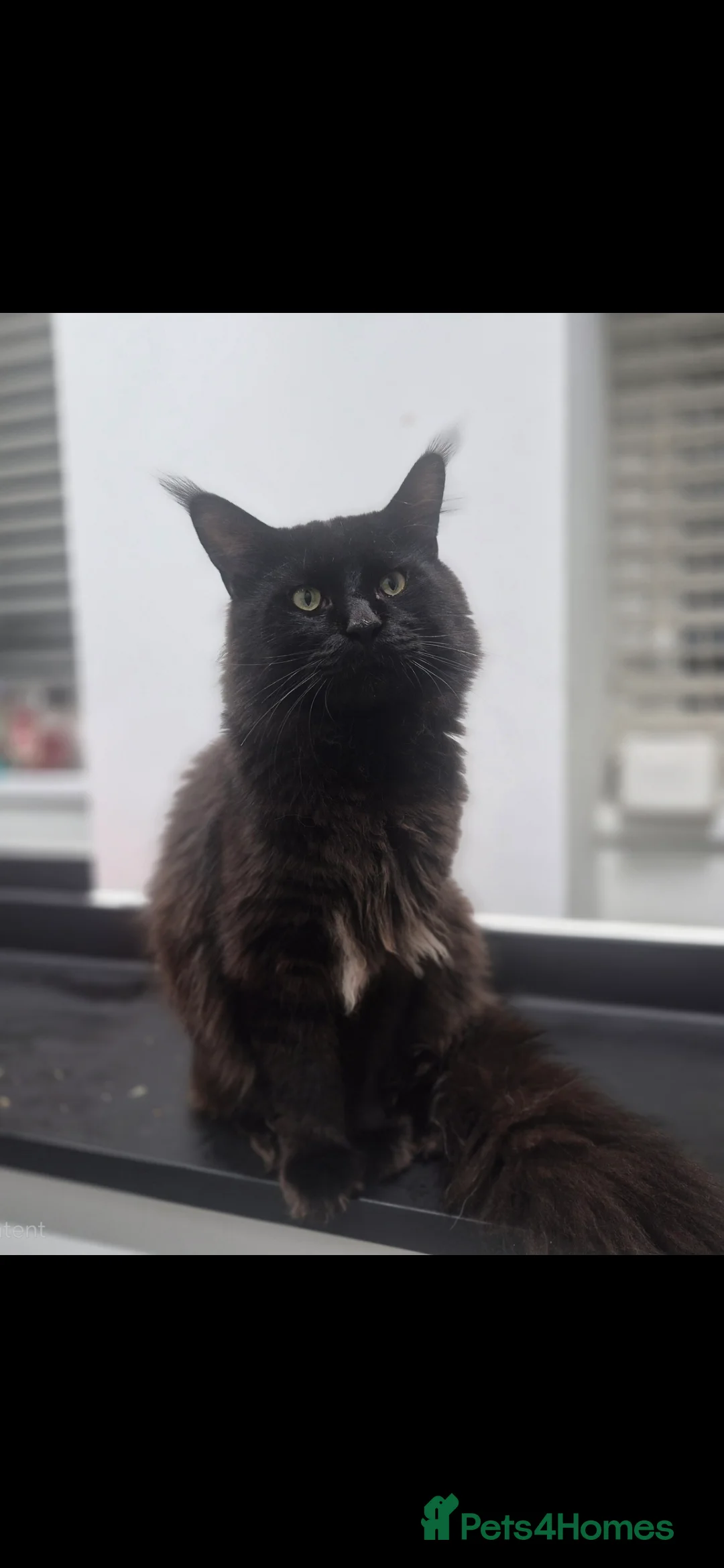 Maine Coon cats for sale: 4 beautiful maine coons left 😍  - Advert 2