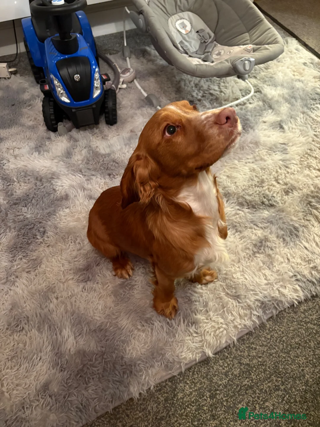 Cocker Spaniel dogs for stud: Proven Working cocker spaniel for stud  - Advert 3