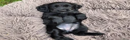 Cocker Spaniel dogs for sale: Pure show line Cocker Spaniel in Manchester - Advert 6