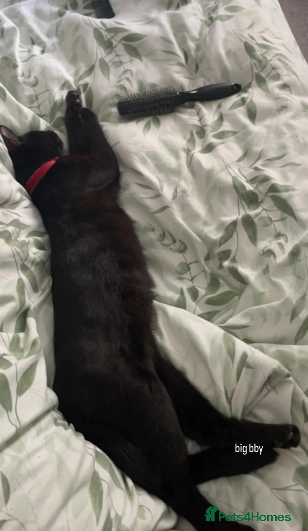 Mixed Breed cats for sale: Moss  in Durham - Advert 2