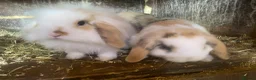 Mini Lop rabbits for sale: Mini lop litter. A pair for £60 - Advert 8