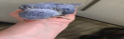 Ringnecks birds for sale: Hand-Reared Baby Indian Ringnecks for Sale  - Advert 3
