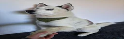 Siberian Husky dogs for stud: Siberian Husky for Stud - Advert 12