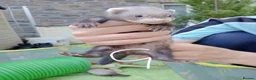 Ferret rodents for sale: Ferret kits Cinnamons also browns available  - Advert 7