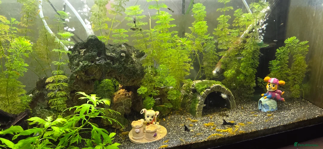 Shrimps fish for sale: 2x fully stocked shrimp and guppy tanks - Advert 6