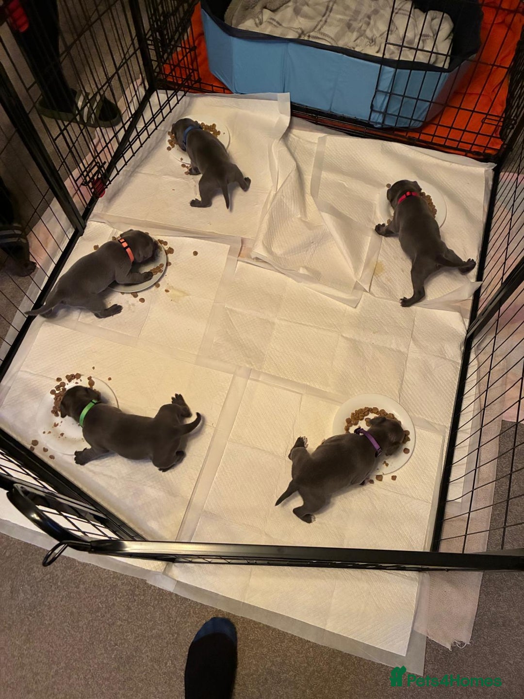 Staffordshire Bull Terrier dogs for sale: Staffordshire Bull Terrier puppies  - Advert 9