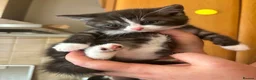 Mixed Breed cats for sale: 5 BEAUTIFUL KITTENS  in Derby - Advert 3
