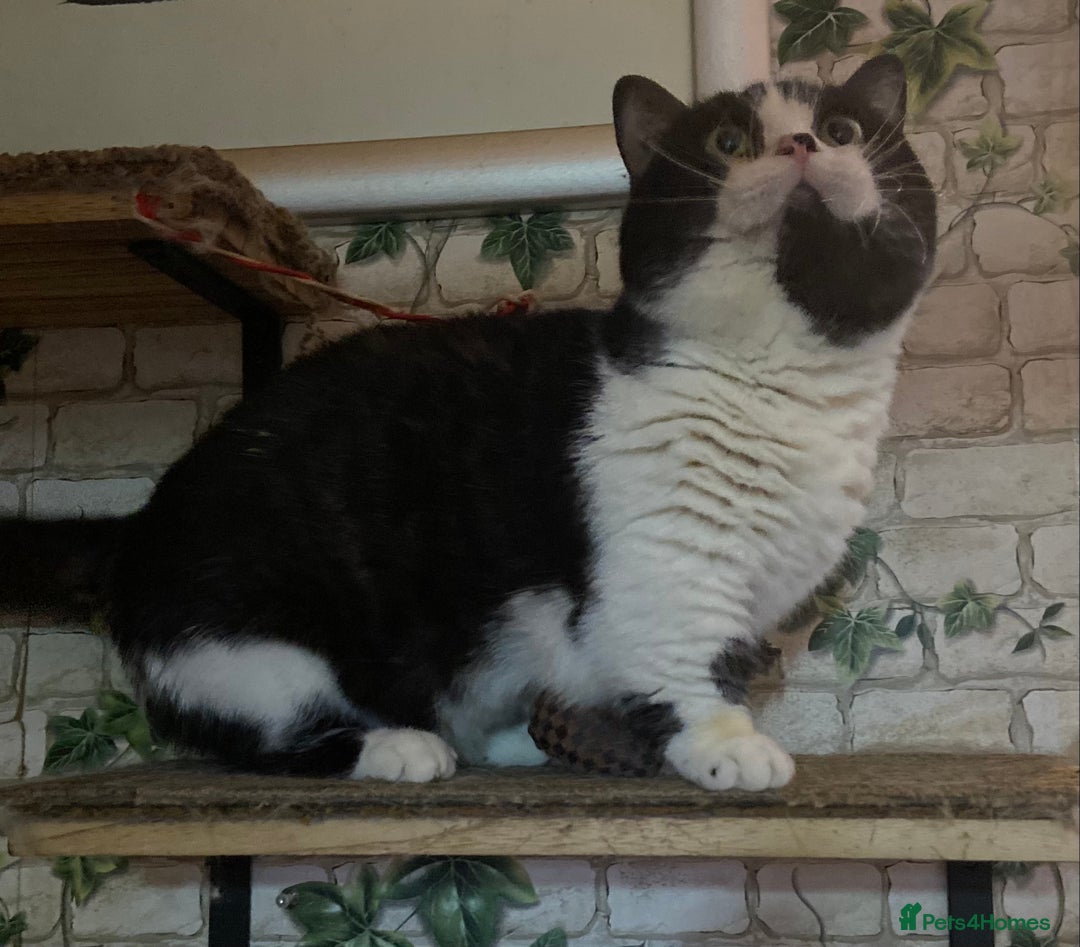 Munchkin cats for sale: Call center cat, TICA active registered munchkin - Advert 2