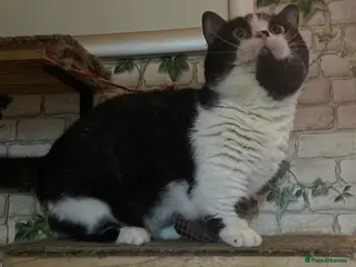 Munchkin cats Call center cat, TICA active registered munchkin - Advert 3