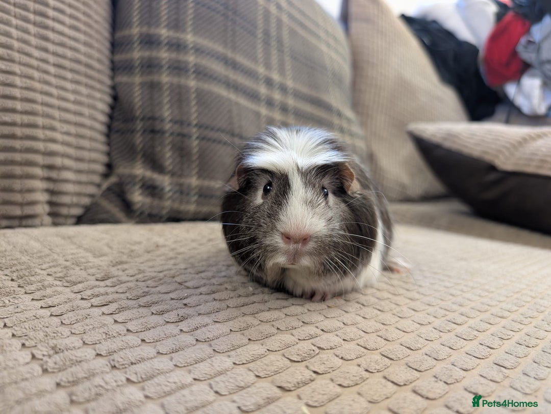 Guinea Pig rodents for sale: 4 female guinea pigs - Advert 8