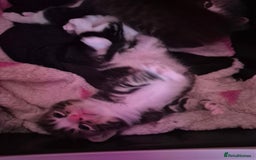 Mixed Breed cats for sale: Gorgeous Tabby x Tuxedo male kitten  - Image 5