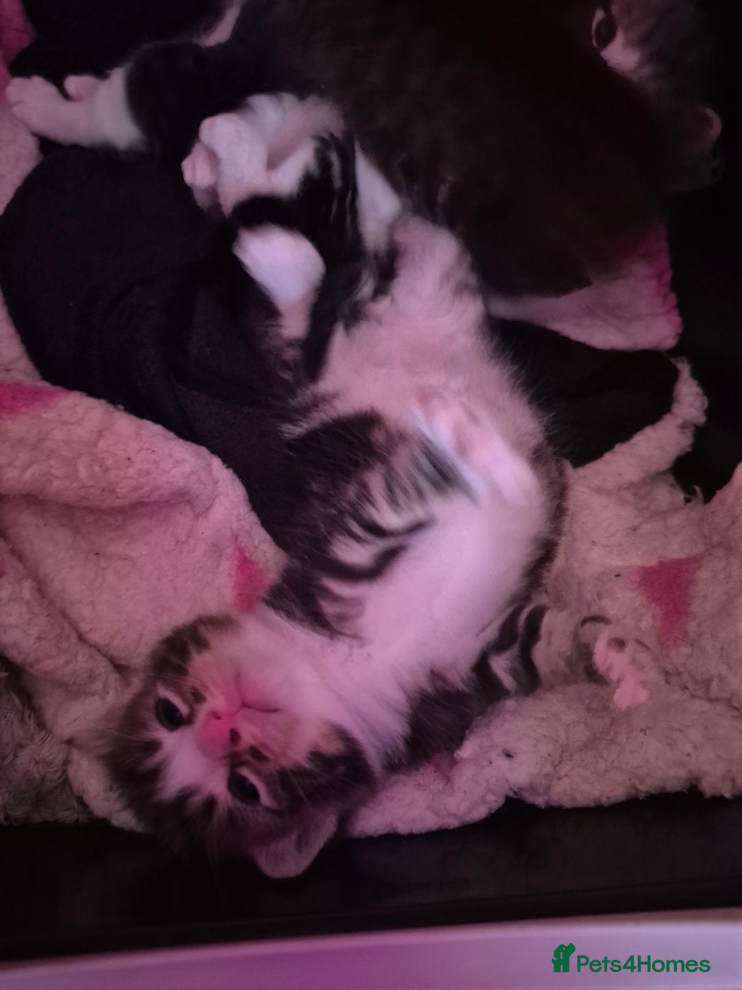 Mixed Breed cats for sale: Gorgeous Tabby x Tuxedo male kitten  - Image 5