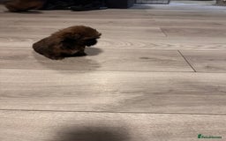 Shih Tzu dogs for sale: Ready to leave- imperial Shih Tzu - Image 8