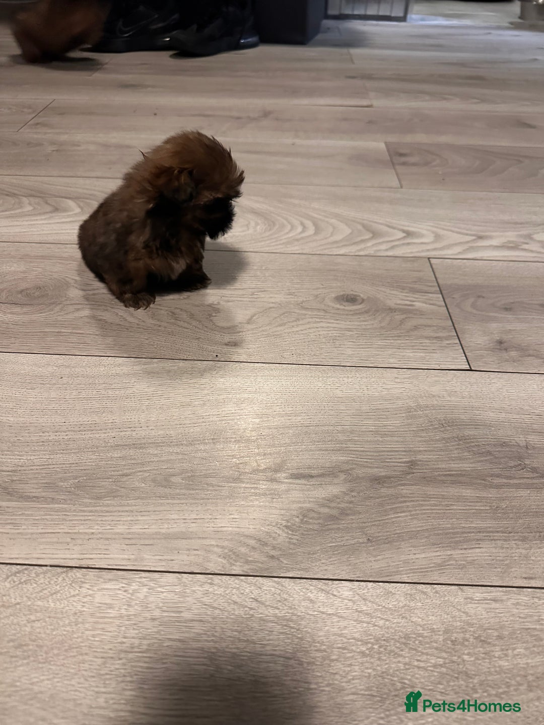 Shih Tzu dogs for sale: Ready to leave- imperial Shih Tzu - Image 8