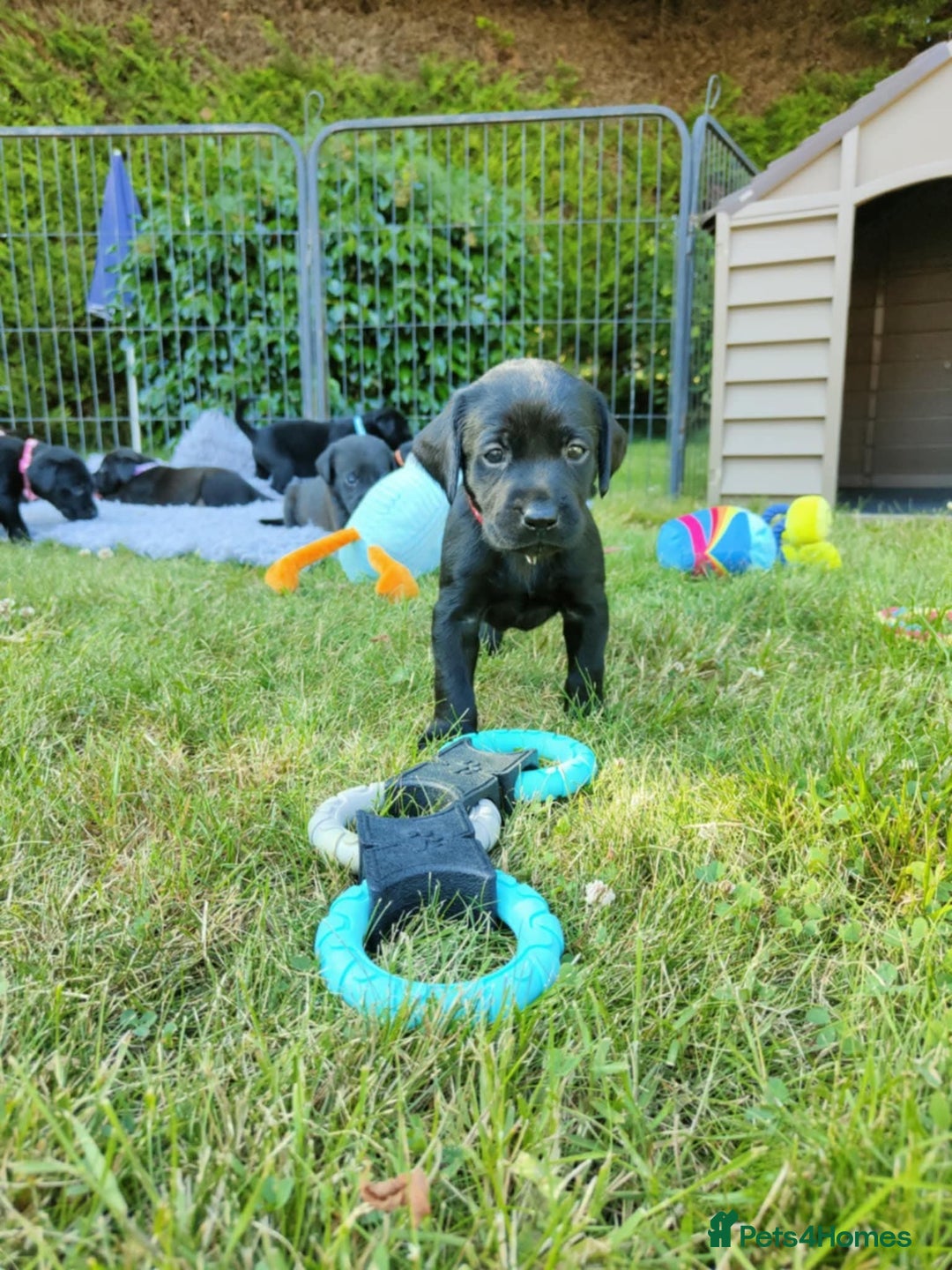 Labrador Retriever dogs for sale: Carefully & selectively bred, versatile pets, FTCH - Image 17