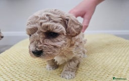 Maltipoo dogs for sale: 3 fabulous teddybear Maltipoo girls  - Image 3