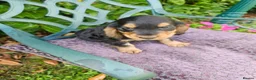 Cocker Spaniel dogs for sale: Cocker spaniel puppies - Advert 3