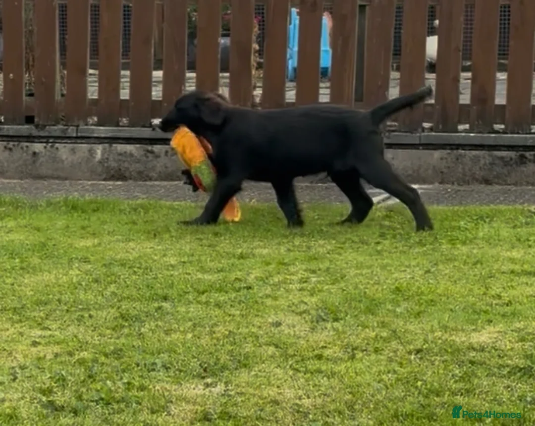 Flat coated Retriever dogs for sale: Two stunning black Flatcoats puppies for sale  - Advert 2