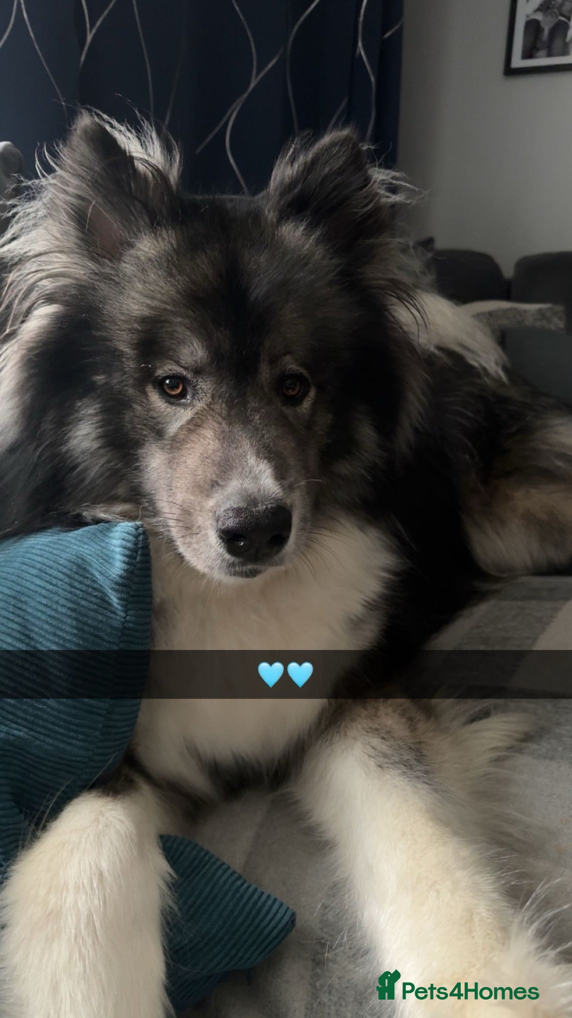 Huskita dogs Ronnie - Advert 2