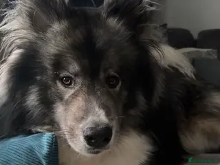 Huskita dogs Ronnie - Husky x Akita - Advert 17