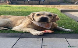 Golden Retriever dogs for stud: Gorgeous Golden Retriever Stud  - Image 4