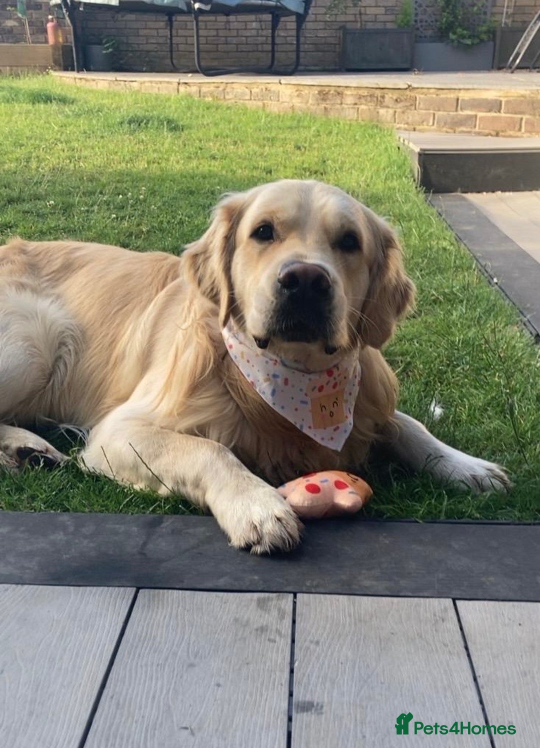 Golden Retriever dogs for stud: Gorgeous Golden Retriever Stud  - Image 4