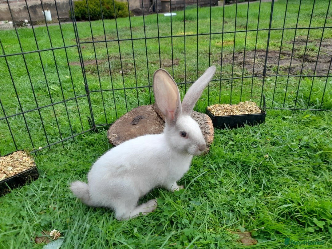 Continental Giant rabbits for sale: Beautiful Pure Giant Continental Babies  - Image 7