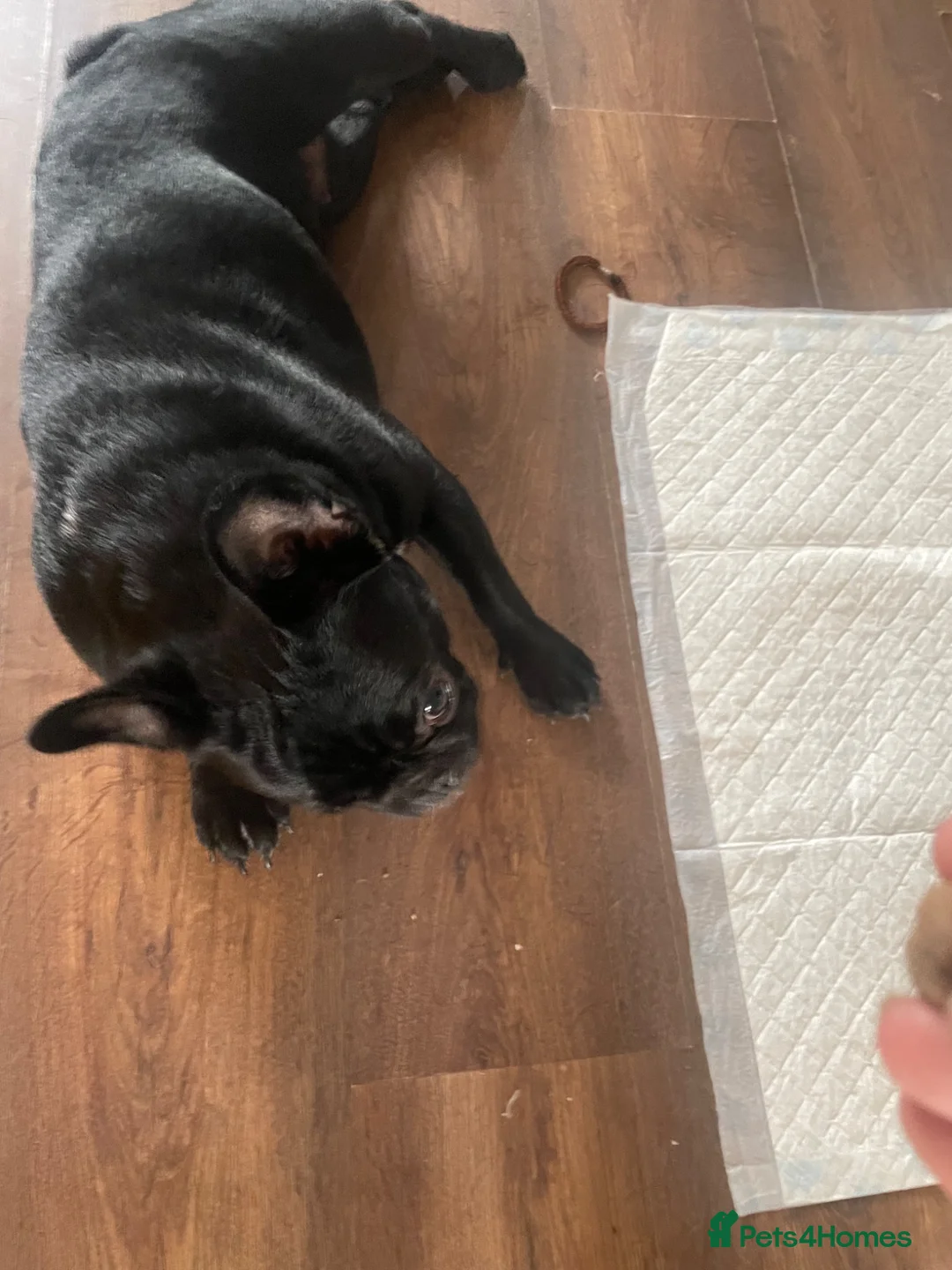 French Bulldog dogs for sale: Rehoming my beautiful French bulldog - Advert 2