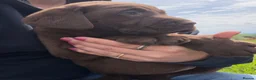 Labrador Retriever dogs for sale: Chunky chocolate Labrador puppies - Advert 5