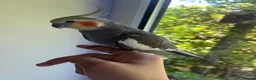 Cockatiels birds for sale: Lovely cockatiel waiting for a loving home  in Boston - Advert 2