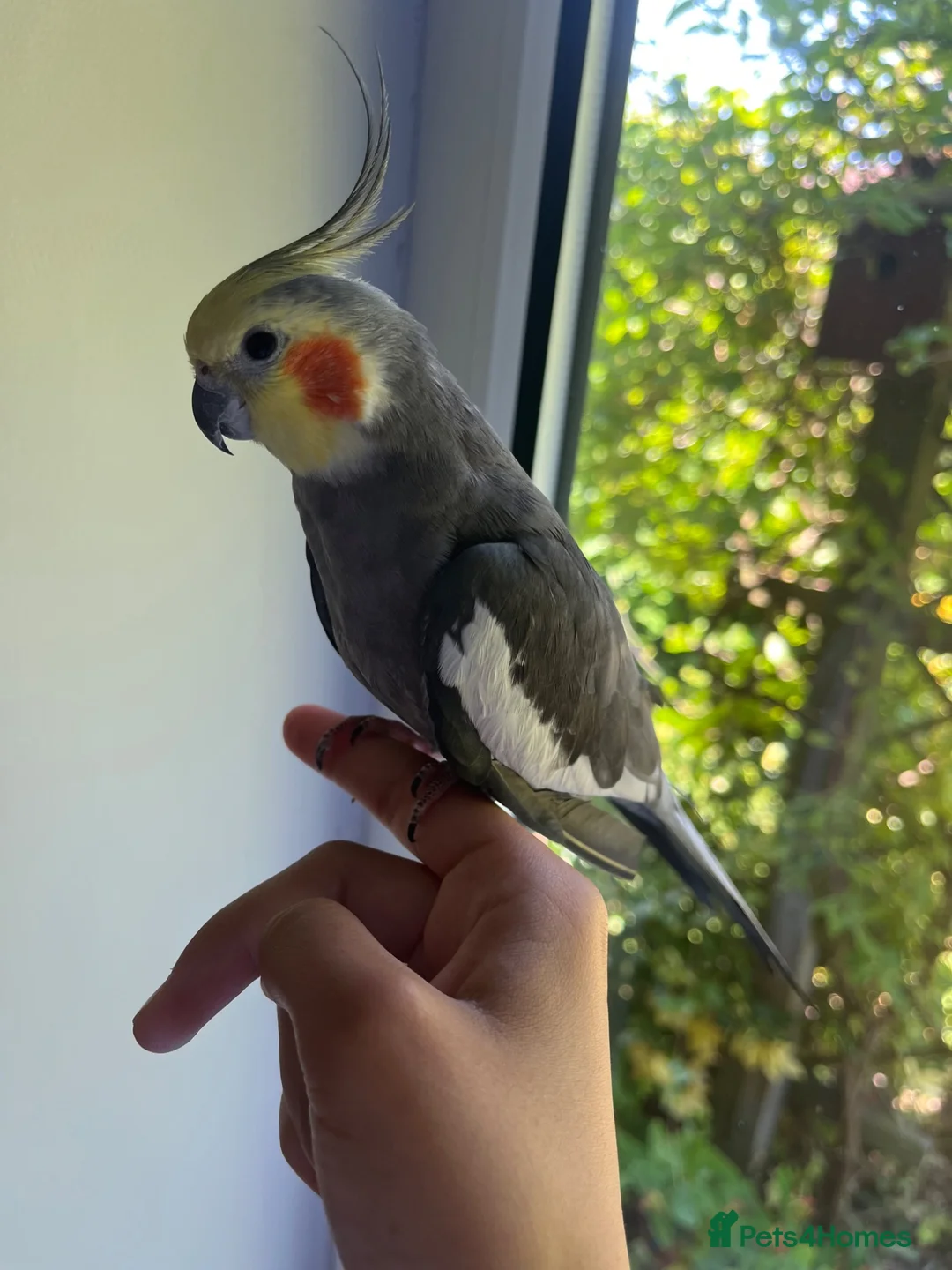 Cockatiels birds for sale: Lovely cockatiel waiting for a loving home  in Boston - Advert 2