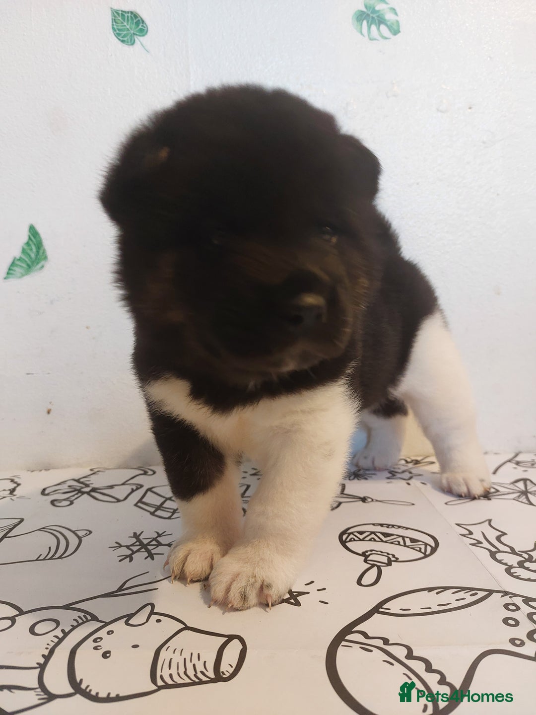 Akita dogs for sale: Kc registered beautiful akita pups  - Advert 18