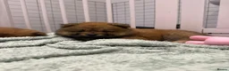 Chow Chow dogs for sale: 7 chow chow puppies  in Warlingham - Advert 13