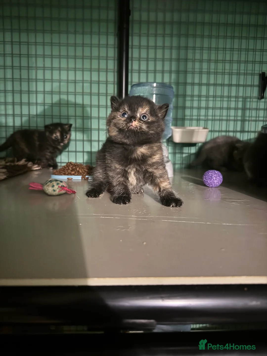 British Shorthair cats for sale: Tica reg BSH kittens  - Advert 15