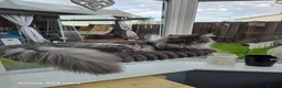 Maine Coon cats for sale: Stunning Maine Coon Kittens - Advert 11