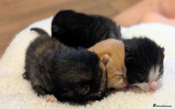 Mixed Breed cats for sale: Beautiful litter of kittens - Image 3