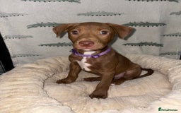 Mixed Breed dogs for sale: 6 Beautiful Fur Babies - Image 18
