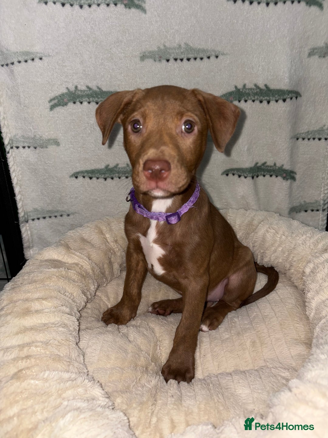 Mixed Breed dogs for sale: 6 Beautiful Fur Babies - Image 18