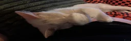 Mixed Breed cats for sale: 2 white kittens girls, 1 tortoise shell girl in Worcester - Advert 6