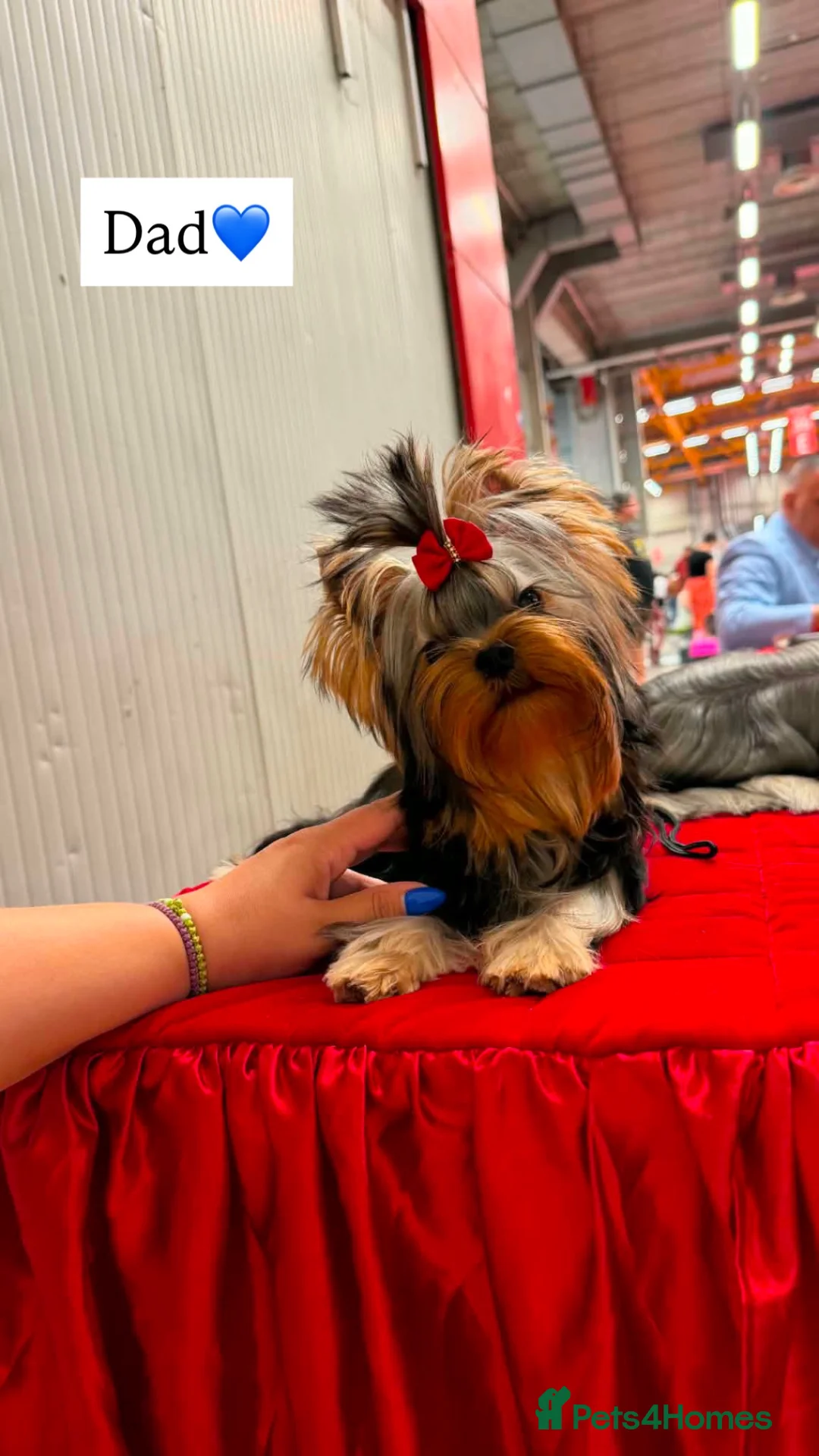 Yorkshire Terrier dogs for sale: 🐾Beautiful Yorkshire Terrier Puppies-Boy & Girl🐾 - Advert 11