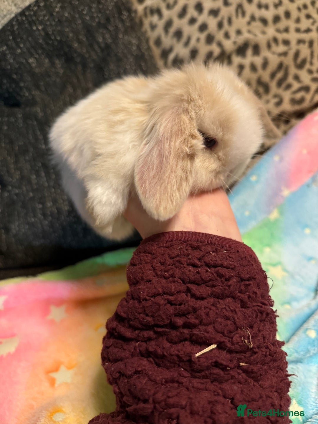 Mini Lop rabbits for sale: Mini lop rabbits  - Advert 4