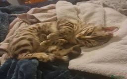 Bengal cats for stud: Snow bengal - Image 3