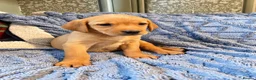 Labrador Retriever dogs for sale: 🐾 Beautiful Labrador Puppies in Welshpool - Advert 4
