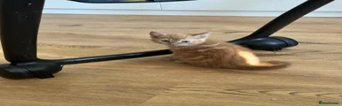 Domestic Shorthair 1